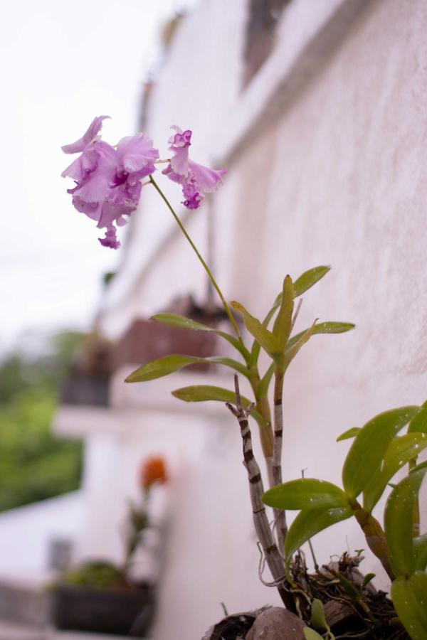 Azamat Self-Catering Apartment Pointe La Rue Eksteriør bilde